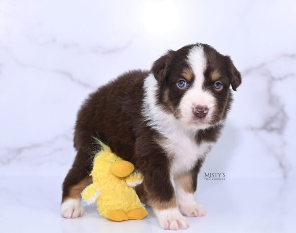 Mini / Toy Australian Shepherd Puppy Rooster