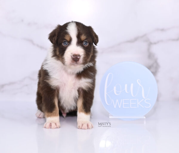 Mini / Toy Australian Shepherd Puppy Rooster