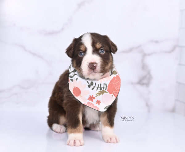 Mini / Toy Australian Shepherd Puppy Rooster