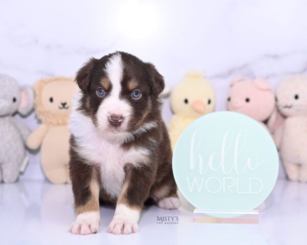 Mini / Toy Australian Shepherd Puppy Rooster