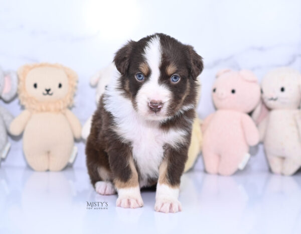 Mini / Toy Australian Shepherd Puppy Rooster