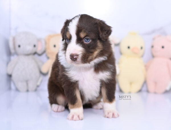 Mini / Toy Australian Shepherd Puppy Rooster