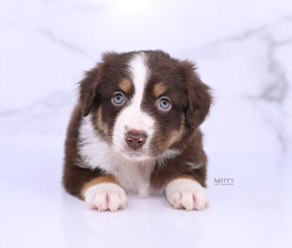 Mini / Toy Australian Shepherd Puppy Rooster