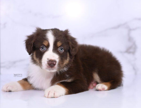 Mini / Toy Australian Shepherd Puppy Rooster