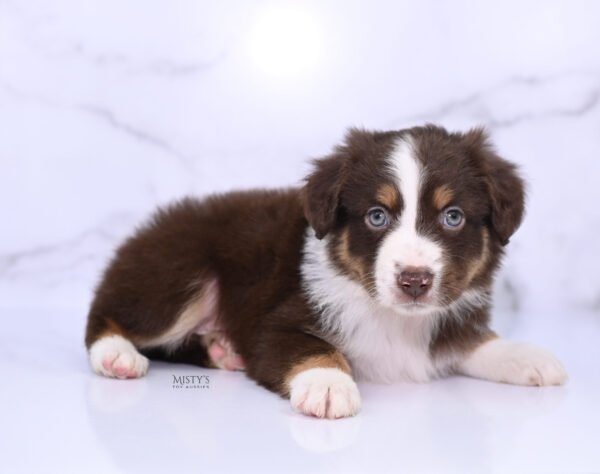 Mini / Toy Australian Shepherd Puppy Rooster