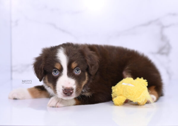 Mini / Toy Australian Shepherd Puppy Rooster