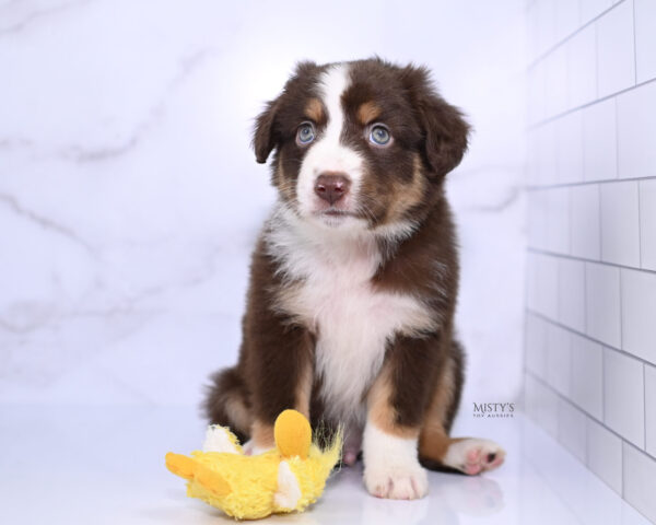 Mini / Toy Australian Shepherd Puppy Rooster