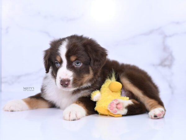 Mini / Toy Australian Shepherd Puppy Rooster