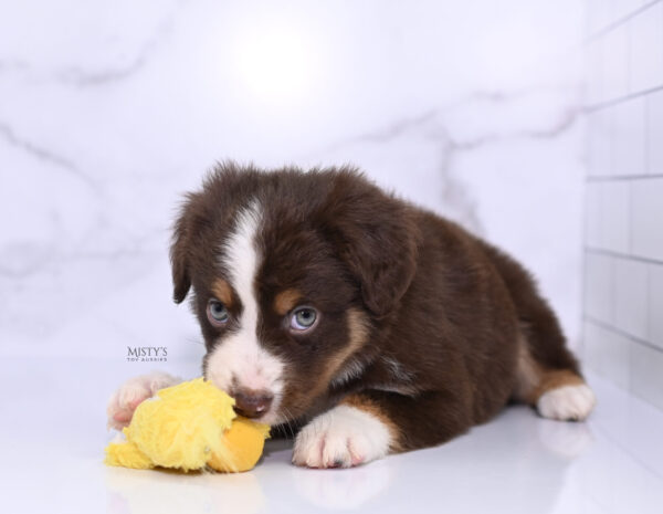 Mini / Toy Australian Shepherd Puppy Rooster