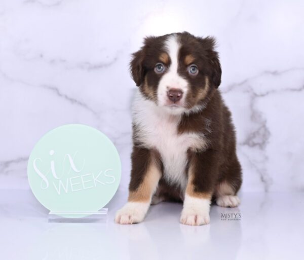 Mini / Toy Australian Shepherd Puppy Rooster