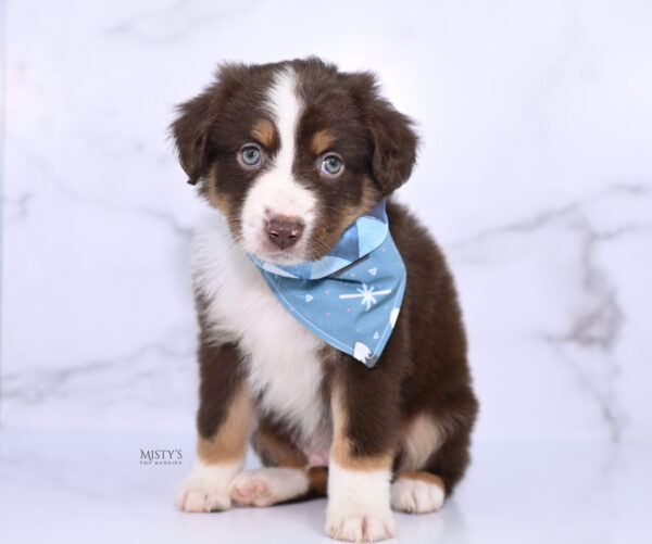 Mini / Toy Australian Shepherd Puppy Rooster