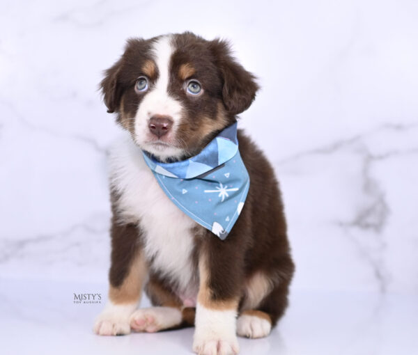 Mini / Toy Australian Shepherd Puppy Rooster