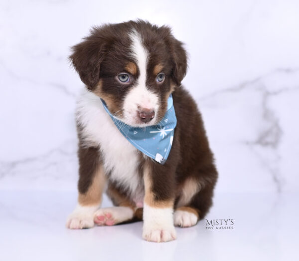 Mini / Toy Australian Shepherd Puppy Rooster