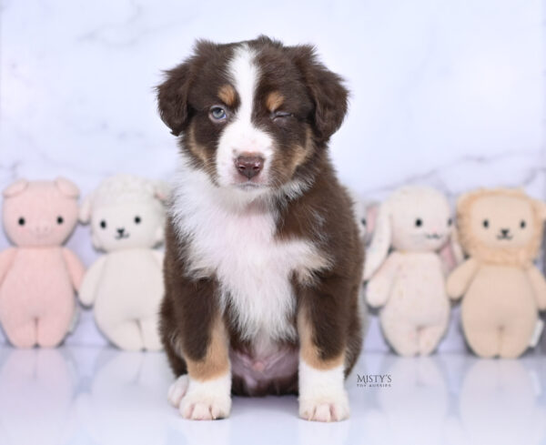 Mini / Toy Australian Shepherd Puppy Rooster