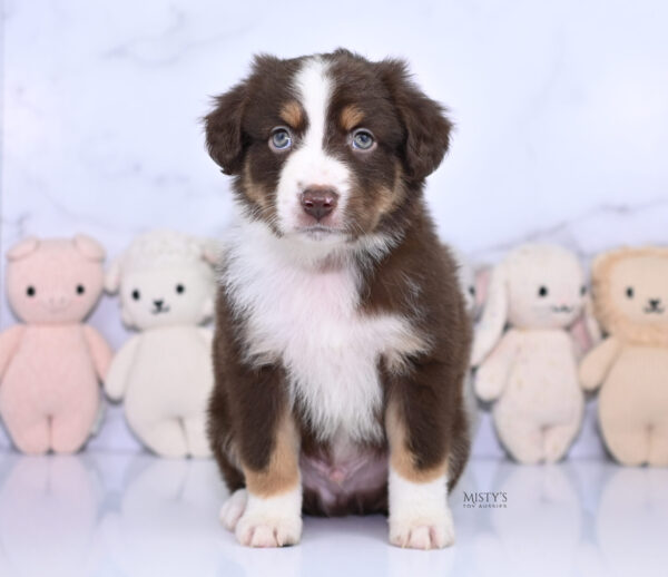 Mini / Toy Australian Shepherd Puppy Rooster