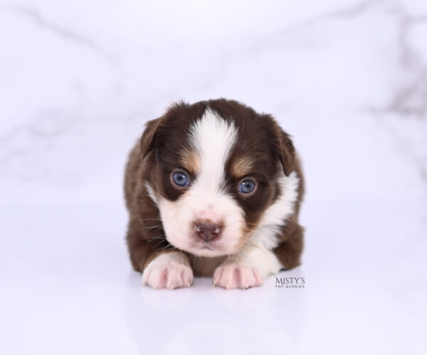 Mini / Toy Australian Shepherd Puppy Rosy