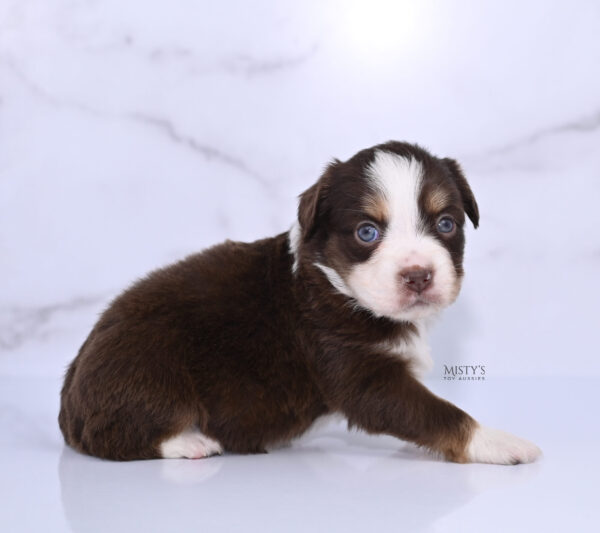 Mini / Toy Australian Shepherd Puppy Rosy