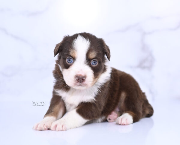 Mini / Toy Australian Shepherd Puppy Rosy