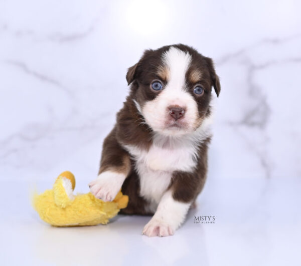 Mini / Toy Australian Shepherd Puppy Rosy