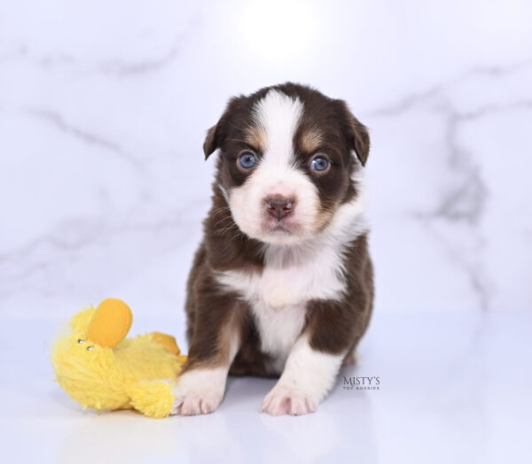 Mini / Toy Australian Shepherd Puppy Rosy