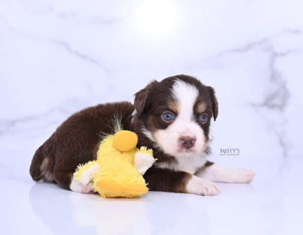 Mini / Toy Australian Shepherd Puppy Rosy