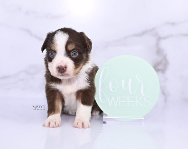 Mini / Toy Australian Shepherd Puppy Rosy