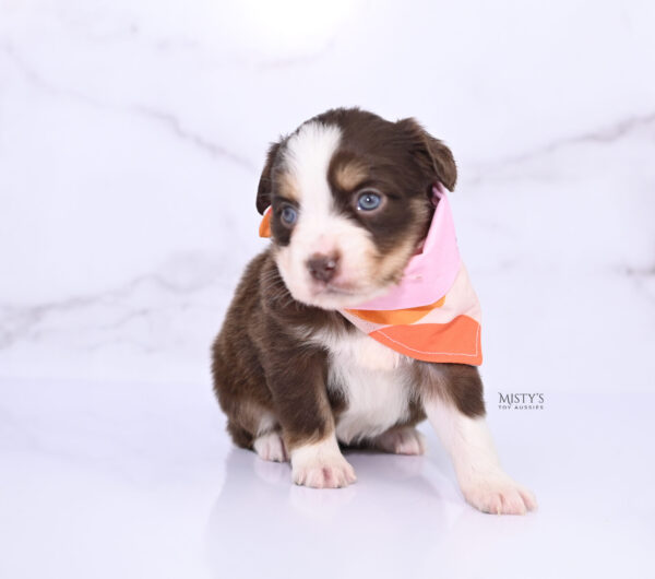 Mini / Toy Australian Shepherd Puppy Rosy