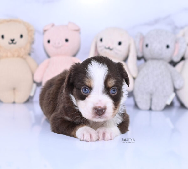 Mini / Toy Australian Shepherd Puppy Rosy