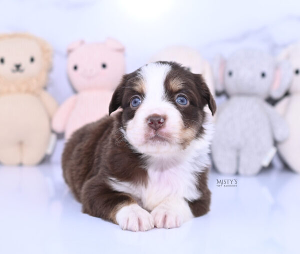 Mini / Toy Australian Shepherd Puppy Rosy