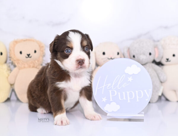 Mini / Toy Australian Shepherd Puppy Rosy