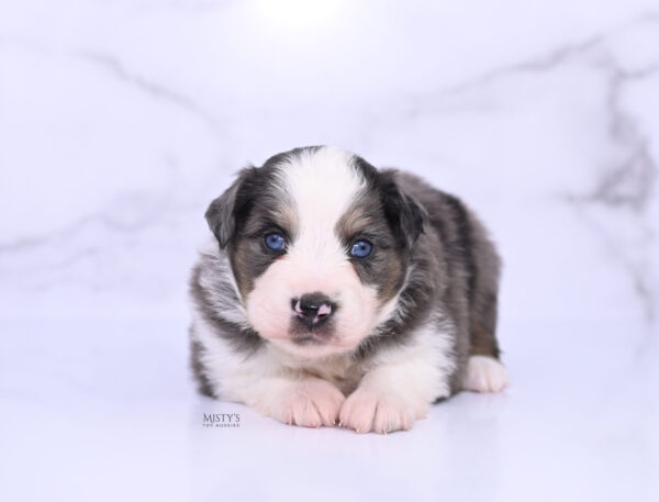 Mini / Toy Australian Shepherd Puppy Ryder