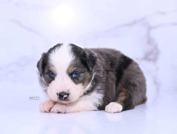 Mini / Toy Australian Shepherd Puppy Ryder