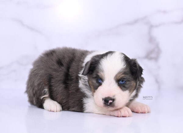 Mini / Toy Australian Shepherd Puppy Ryder