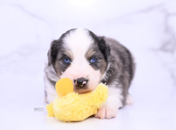 Mini / Toy Australian Shepherd Puppy Ryder