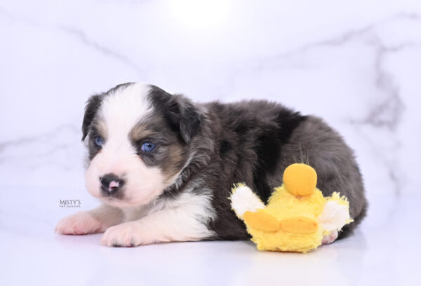 Mini / Toy Australian Shepherd Puppy Ryder