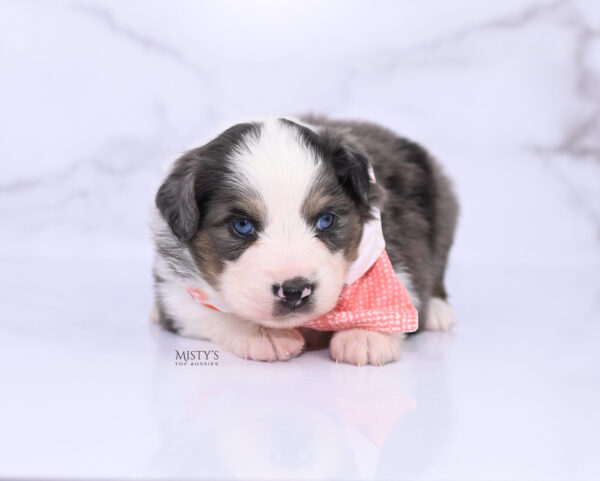 Mini / Toy Australian Shepherd Puppy Ryder