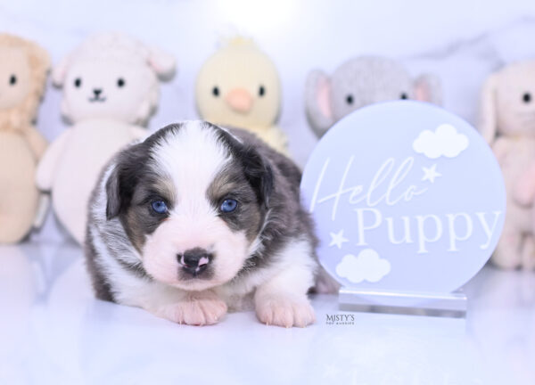 Mini / Toy Australian Shepherd Puppy Ryder