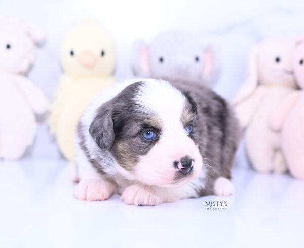 Mini / Toy Australian Shepherd Puppy Ryder