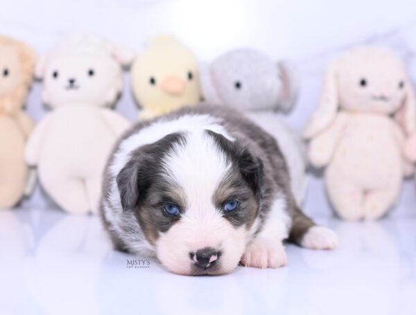 Mini / Toy Australian Shepherd Puppy Ryder