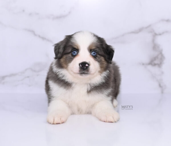 Mini / Toy Australian Shepherd Puppy Ryder