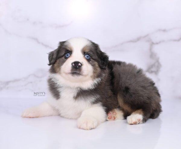 Mini / Toy Australian Shepherd Puppy Ryder