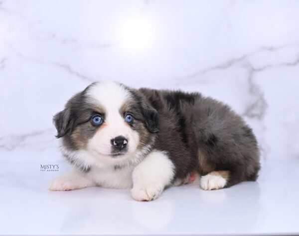 Mini / Toy Australian Shepherd Puppy Ryder