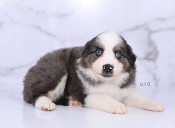 Mini / Toy Australian Shepherd Puppy Ryder