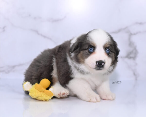 Mini / Toy Australian Shepherd Puppy Ryder