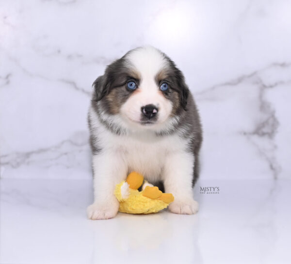 Mini / Toy Australian Shepherd Puppy Ryder