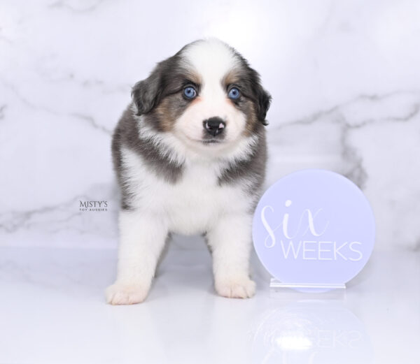 Mini / Toy Australian Shepherd Puppy Ryder