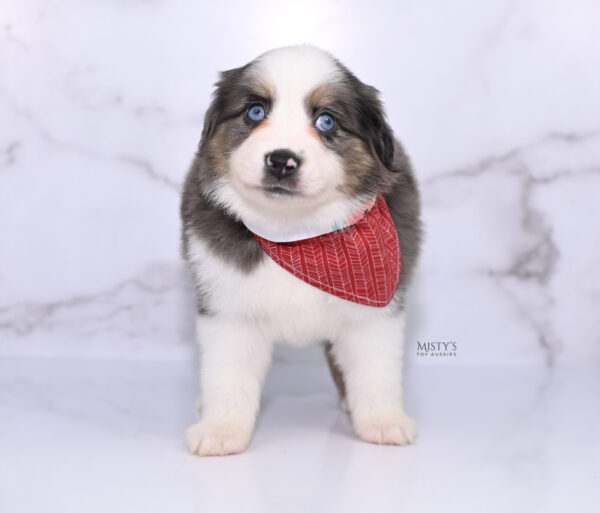 Mini / Toy Australian Shepherd Puppy Ryder