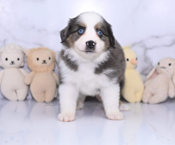 Mini / Toy Australian Shepherd Puppy Ryder