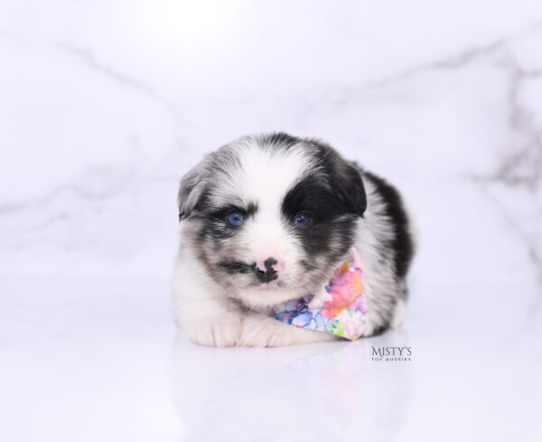 Mini / Toy Australian Shepherd Puppy Starry