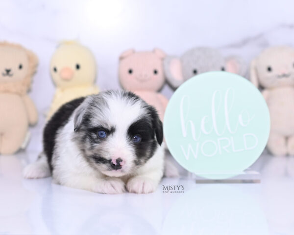 Mini / Toy Australian Shepherd Puppy Starry